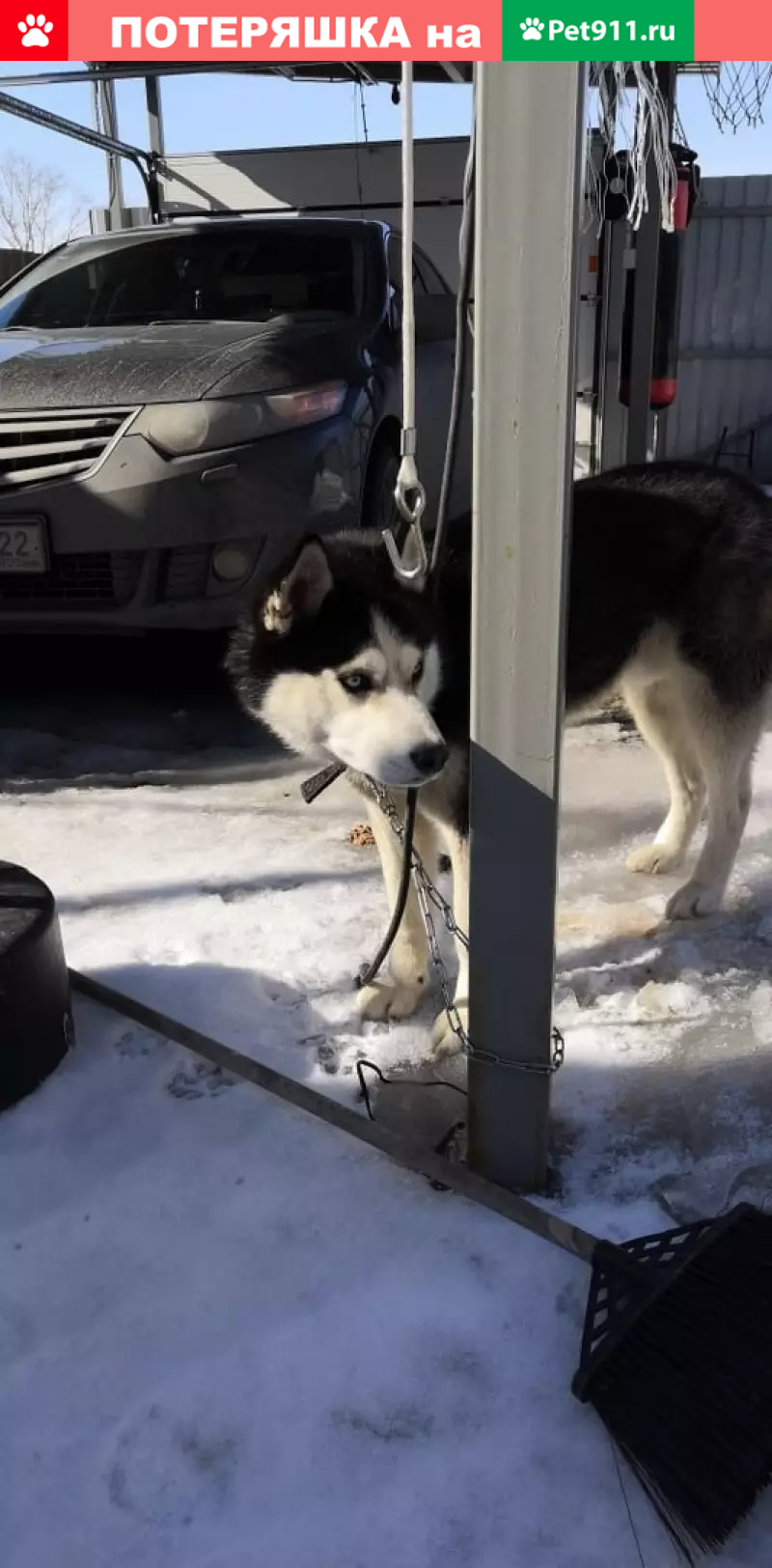 Найдена хаски в п. Власиха, ищем хозяина | Pet911.ru