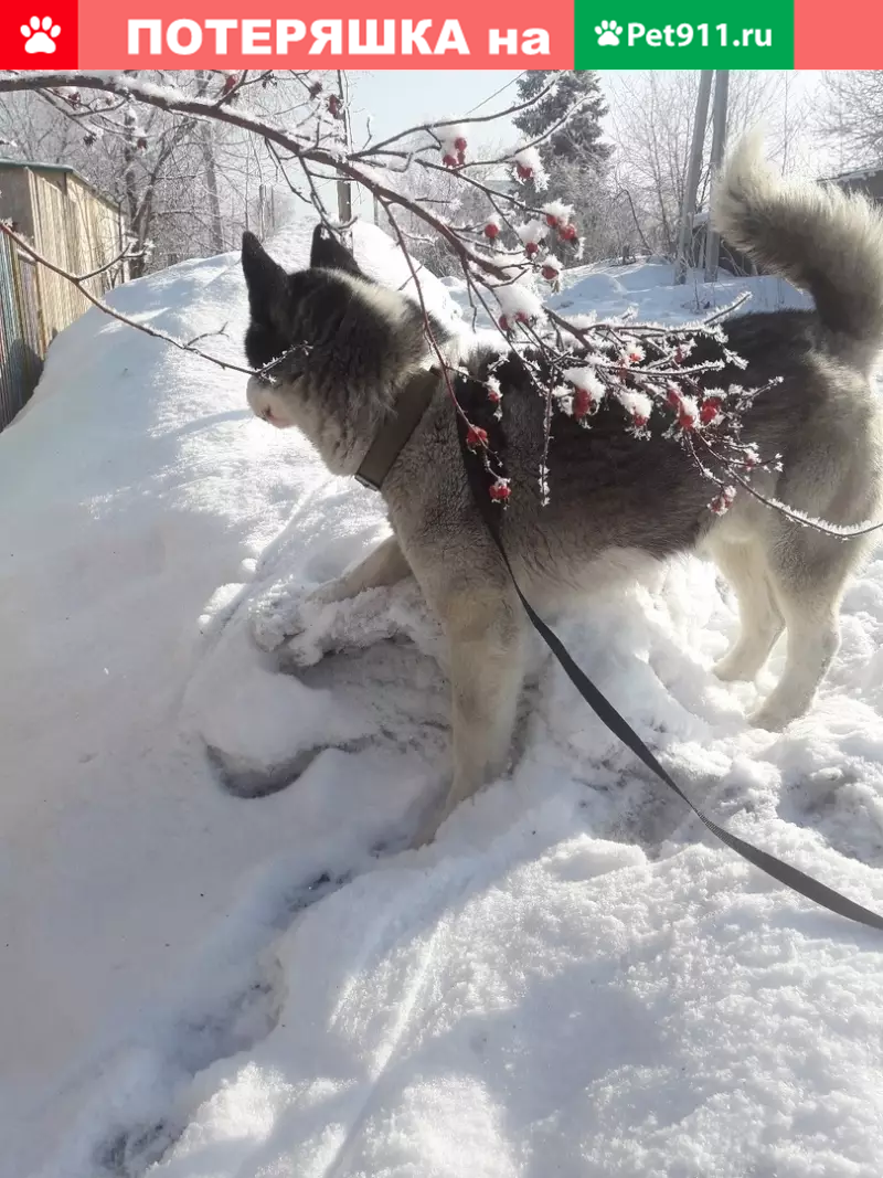 Найдена хаски в пос. Аэродромный, Киселёвск | Pet911.ru