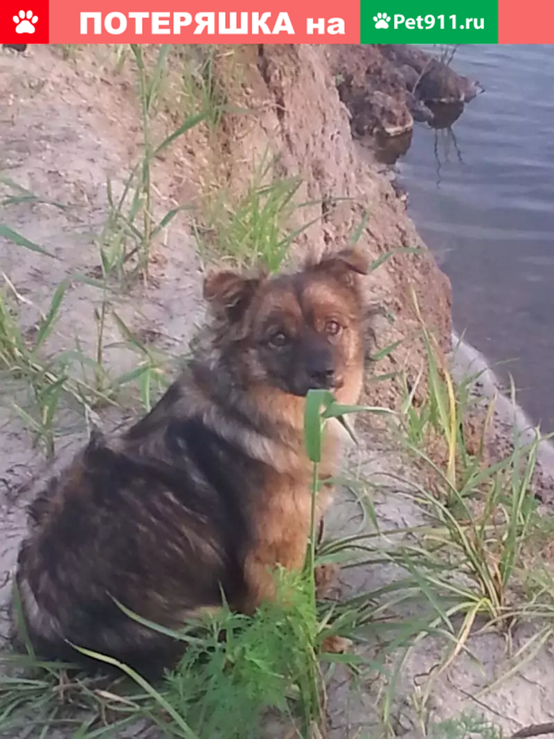 Пропала собака Боняшка в Гомеле, ищем! - photo