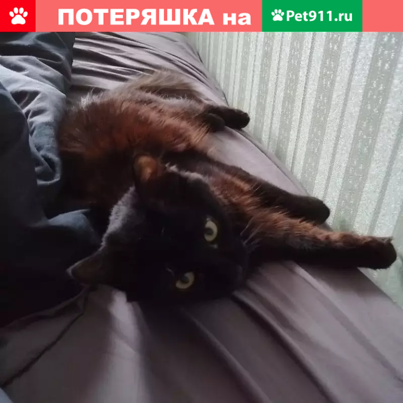 Пропала кошка Тесс около м. Новые Черёмушки (ул. Профсоюзная, 31к3) - photo