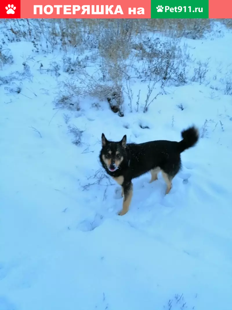 Пропала собака в Буинске, Татарстан. | Pet911.ru