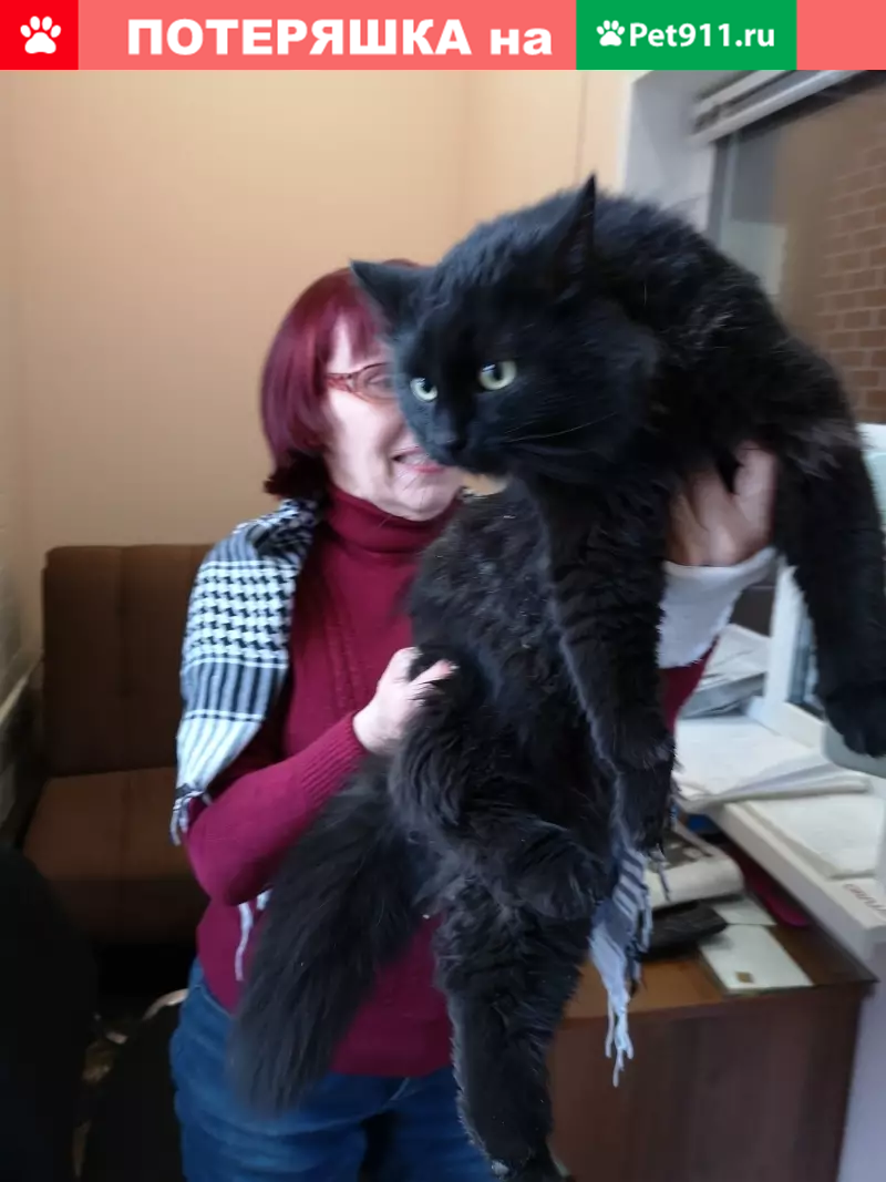Толстый черный кот - фото онлайн на вторсырье-м.рф