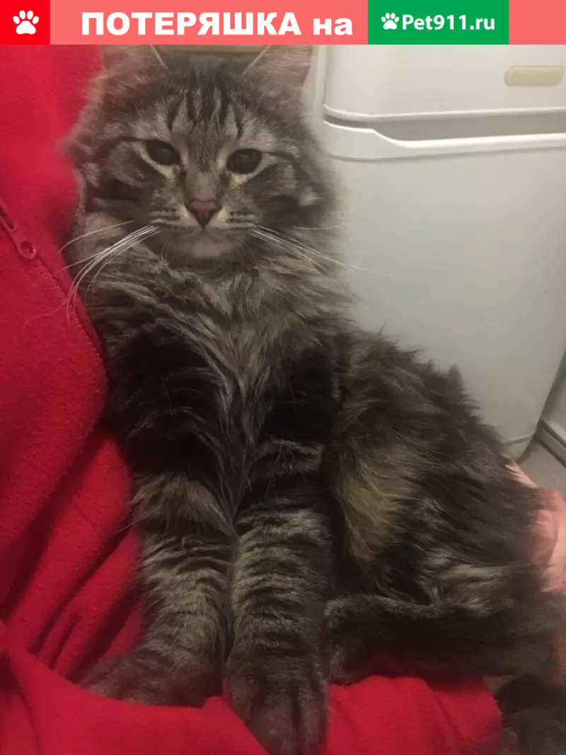 Пропала кошка, потерялся кот на ул. Академика Арцимовича 3к2 - photo