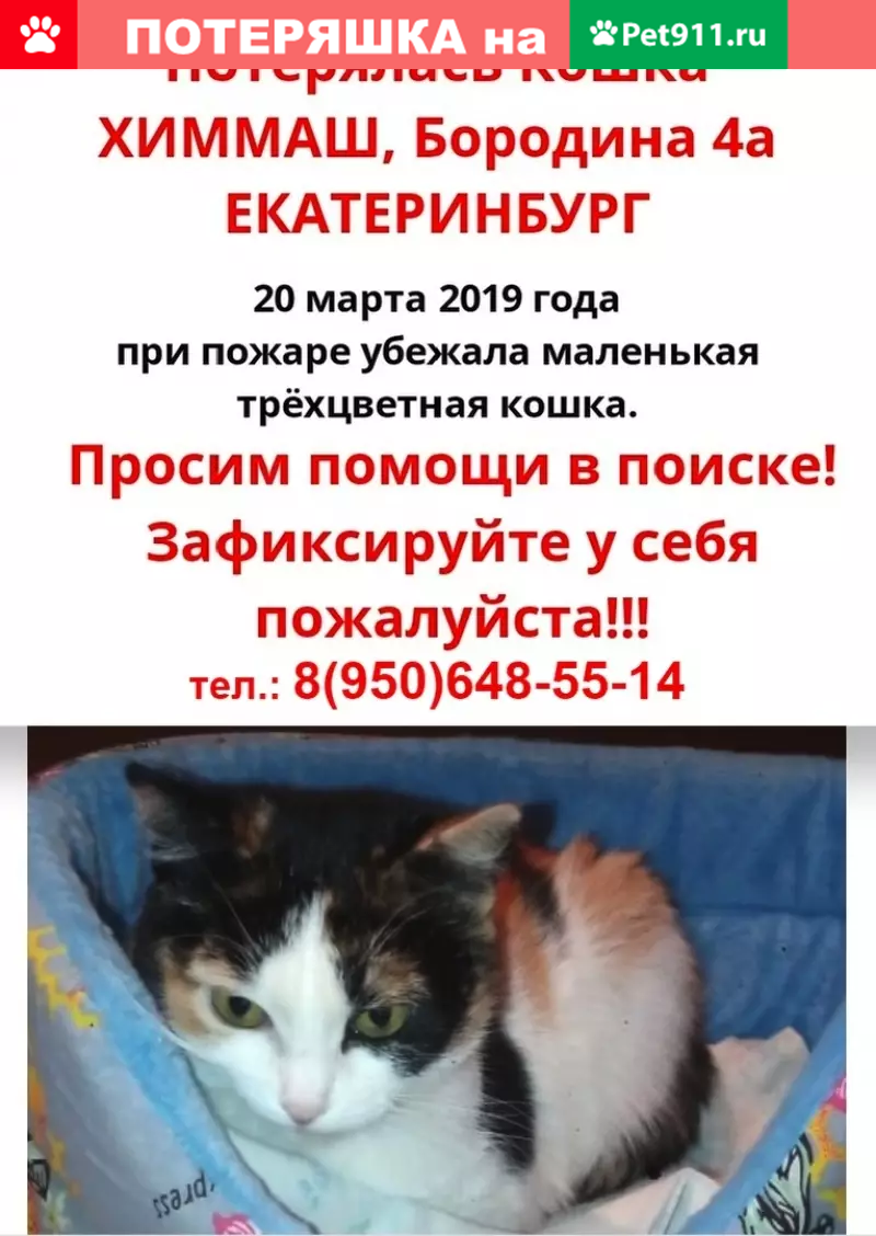 Пропала трёхцветная кошка в Химмаше (Екатеринбург) | Pet911.ru