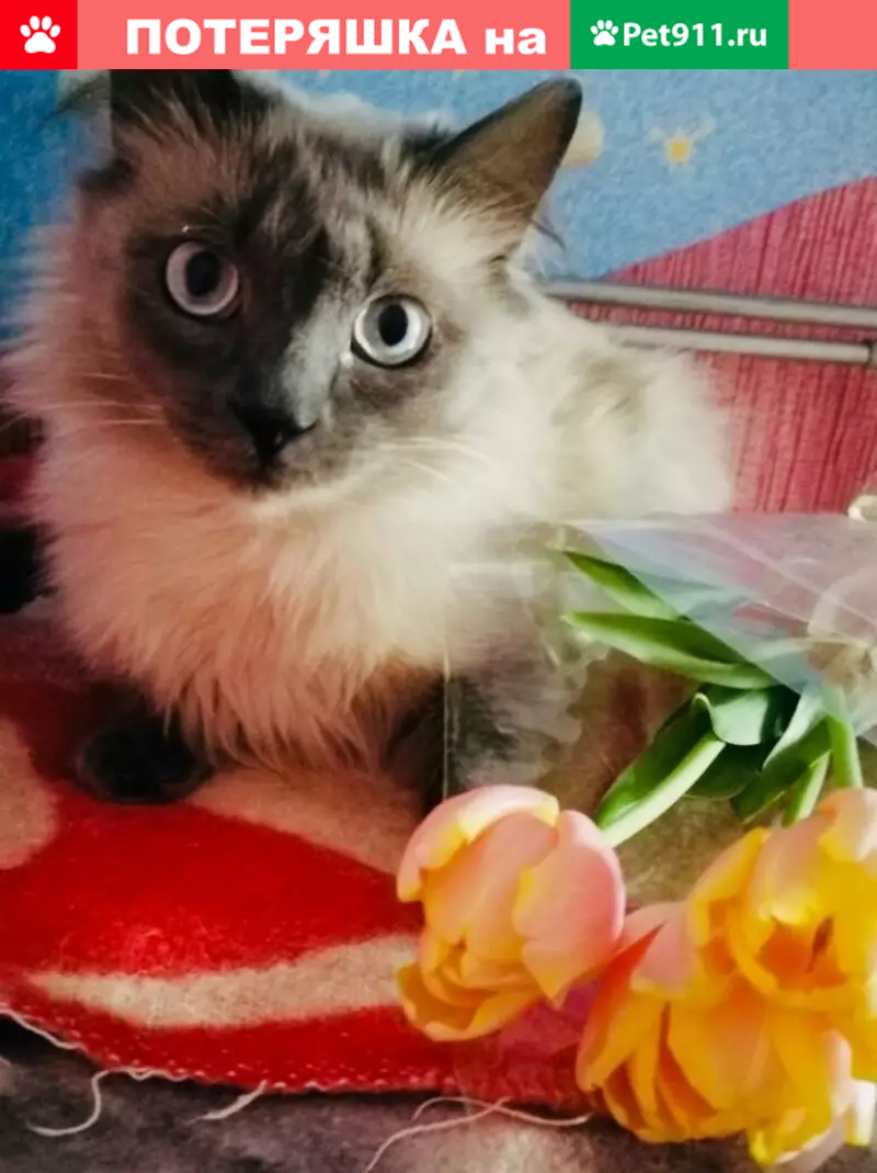 Пропала кошка в Москве, м. Проспект Вернадского, д.75 - photo