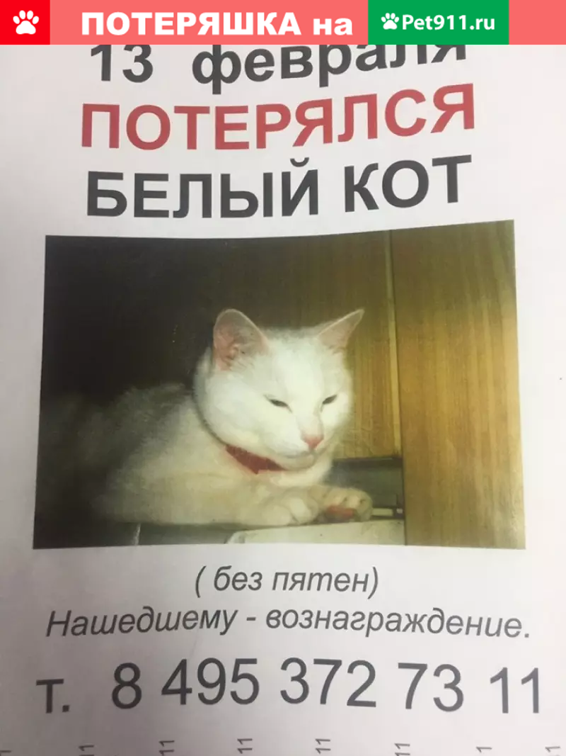 Пропал кот на Ташкентской, дом 22 (Москва) | Pet911.ru