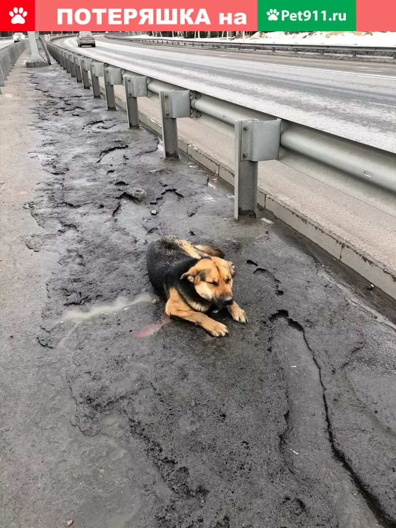 Найдена добрая собака на Новоприозерском шоссе, ищем хозяина! | Pet911.ru