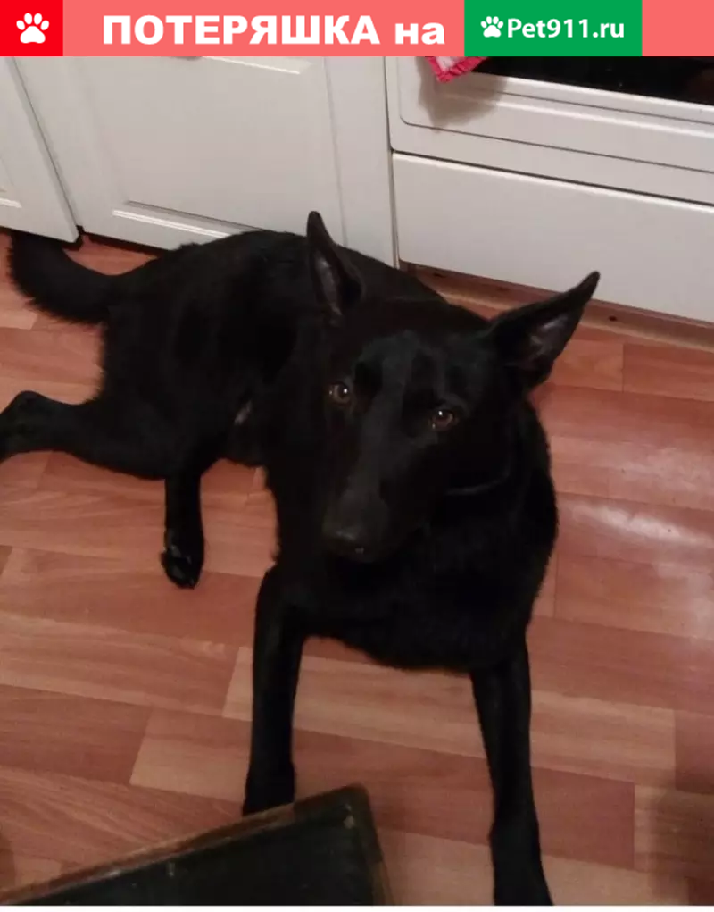 Пропала собака Чарли на ул. Изюмская в Москве - photo