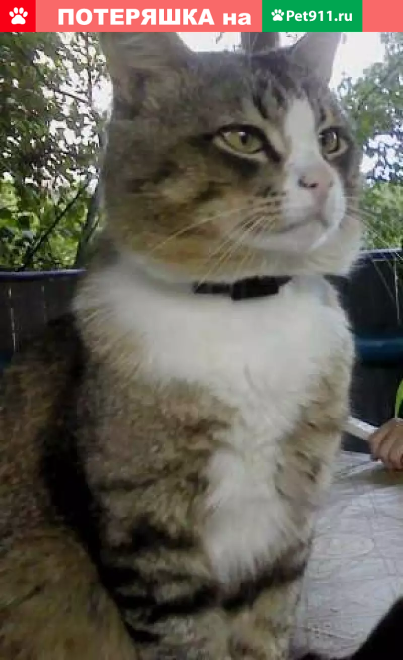 Пропал кот Мурзик на ул. Циалковского, Гомель - photo