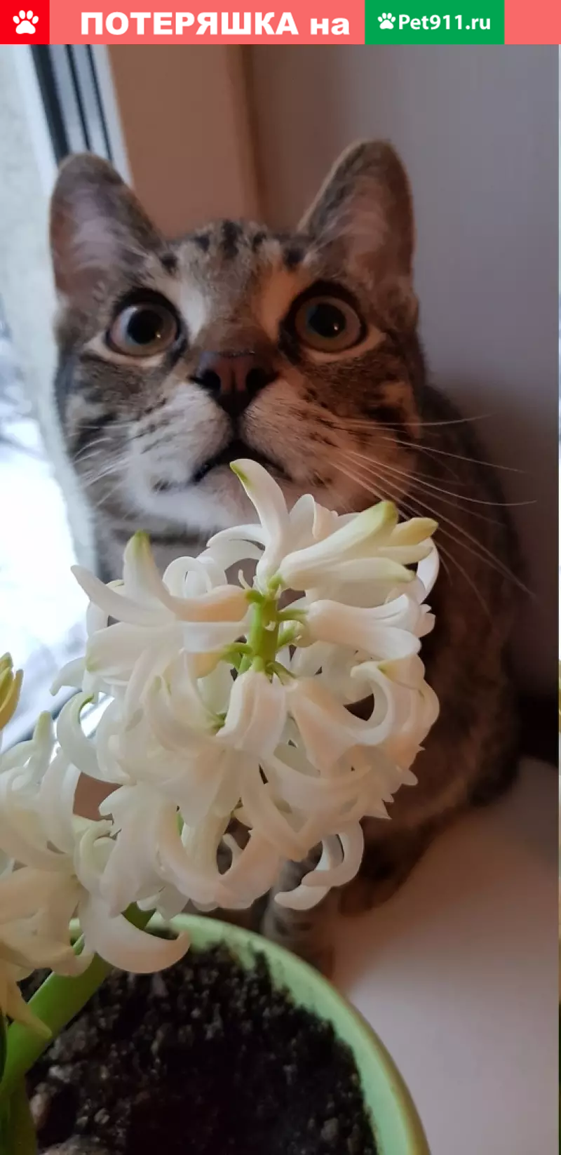 Пропал кот Марсик, ул. Введенского, Москва - photo