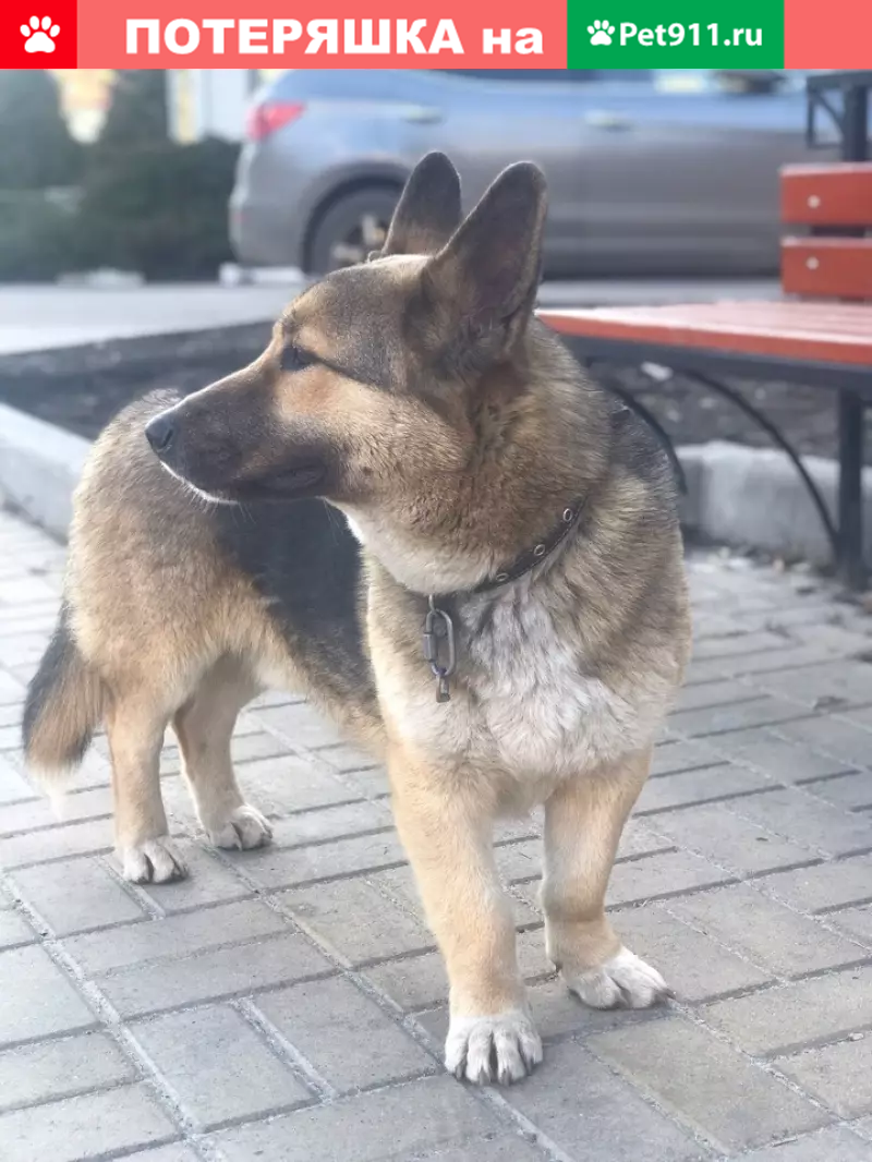 Найдена собака на улице Ленина в Курске | Pet911.ru