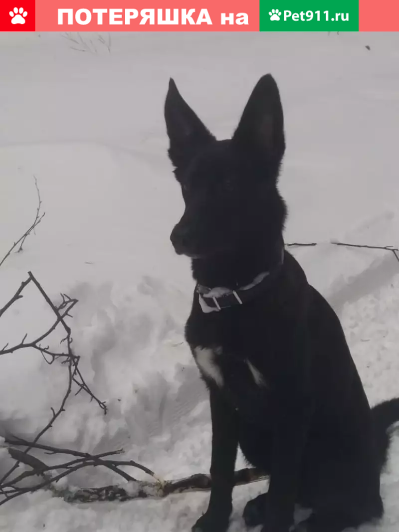 Пропала собака в Воронцовке, обращаться по телефону. - photo
