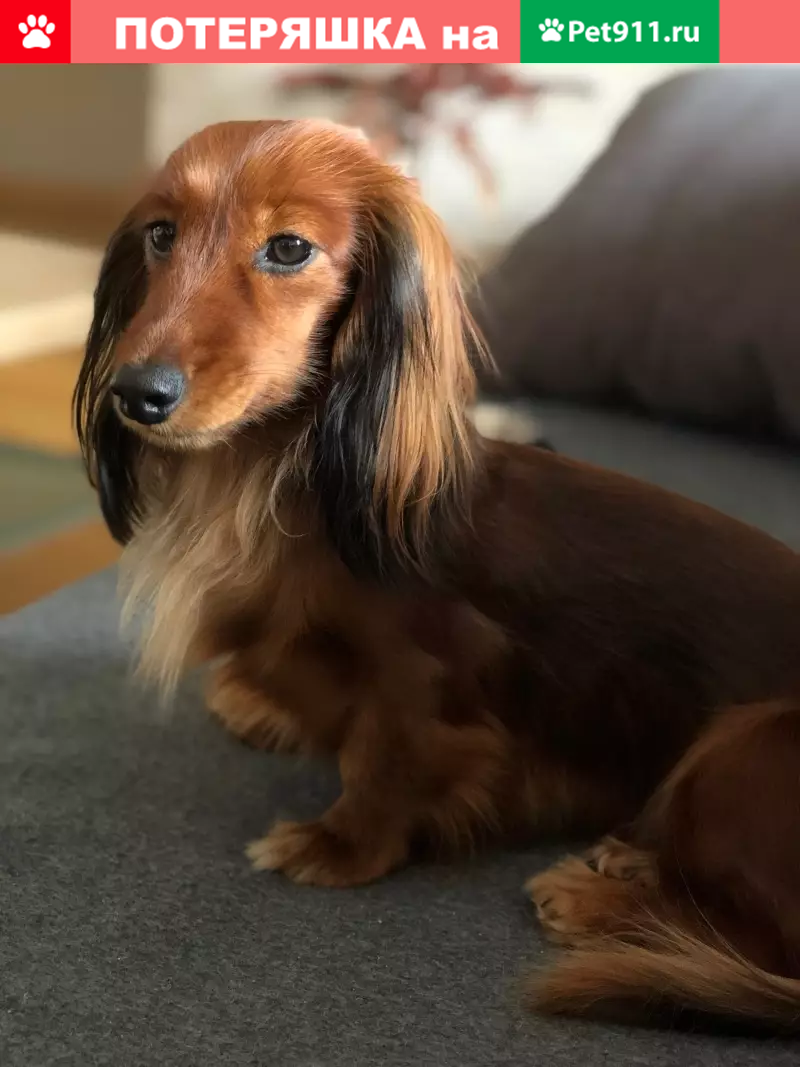 Пропала маленькая Такса Флеша у м. Тропарево (Вернадского, 102А) - photo