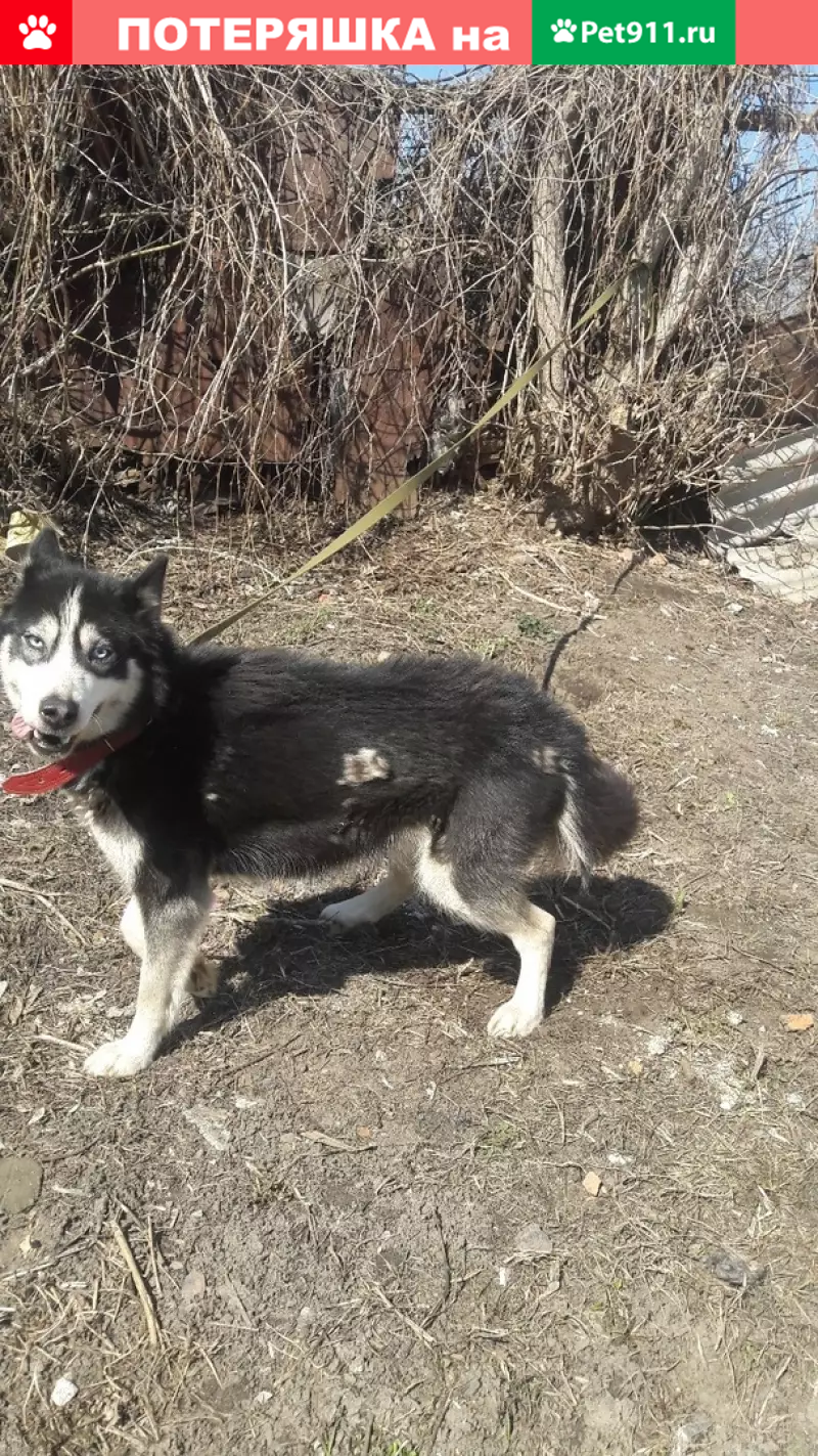 Найдена худая хаски на Береговой, ищем хозяев. Курск. | Pet911.ru