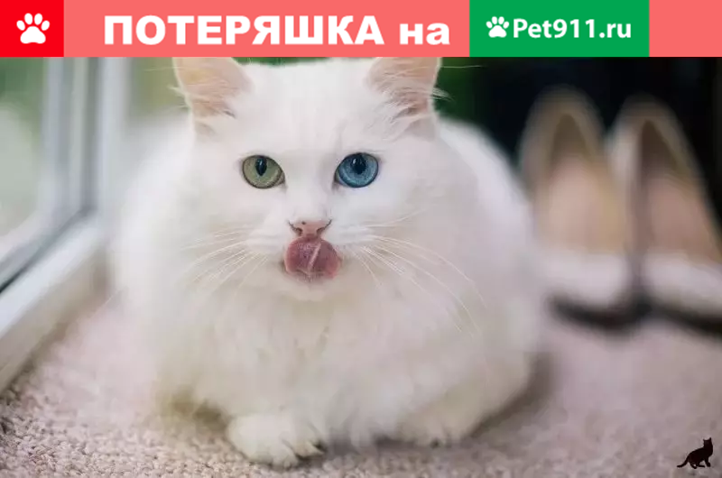 Пропала белая кошка с разными глазами в Чкаловске | Pet911.ru