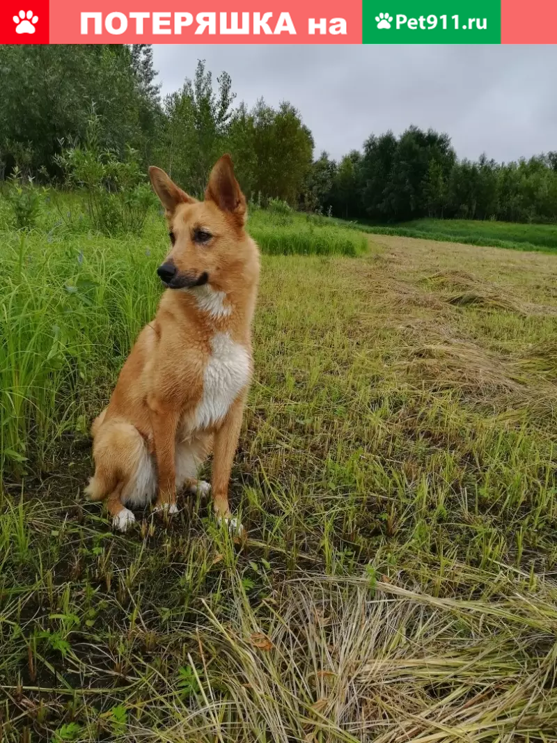 Пропала собака в селе Башкова, откликается на кличку Баста! | Pet911.ru