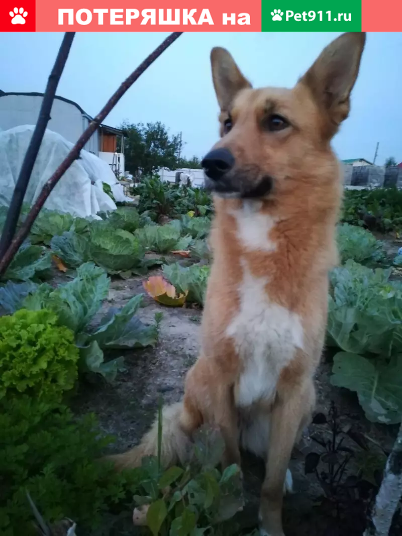 Пропала собака в селе Башкова, откликается на кличку Баста! | Pet911.ru