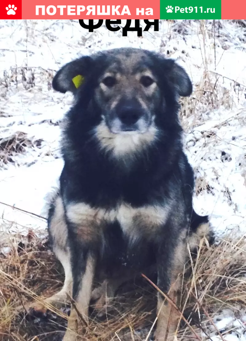 Пропала собака Федя в Орджоникидзевском районе, Пермь | Pet911.ru