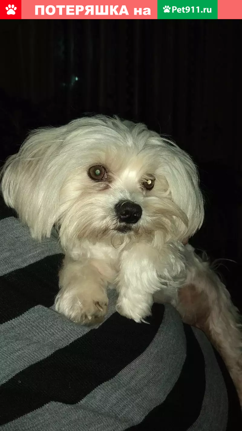 Пропала собака в районе 56 школы, Белый окрас. - photo