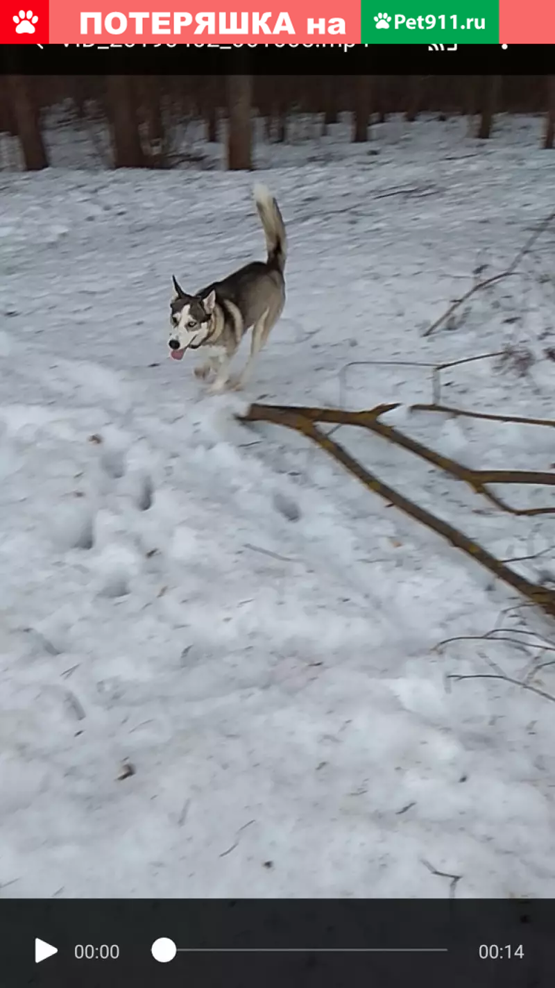 Пропала собака Хаски в районе Ребровки, Кострома - помогите найти! |  Pet911.ru