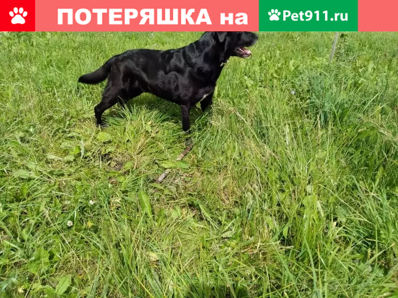 Пропала собака Лорд в районе Печатники! - photo