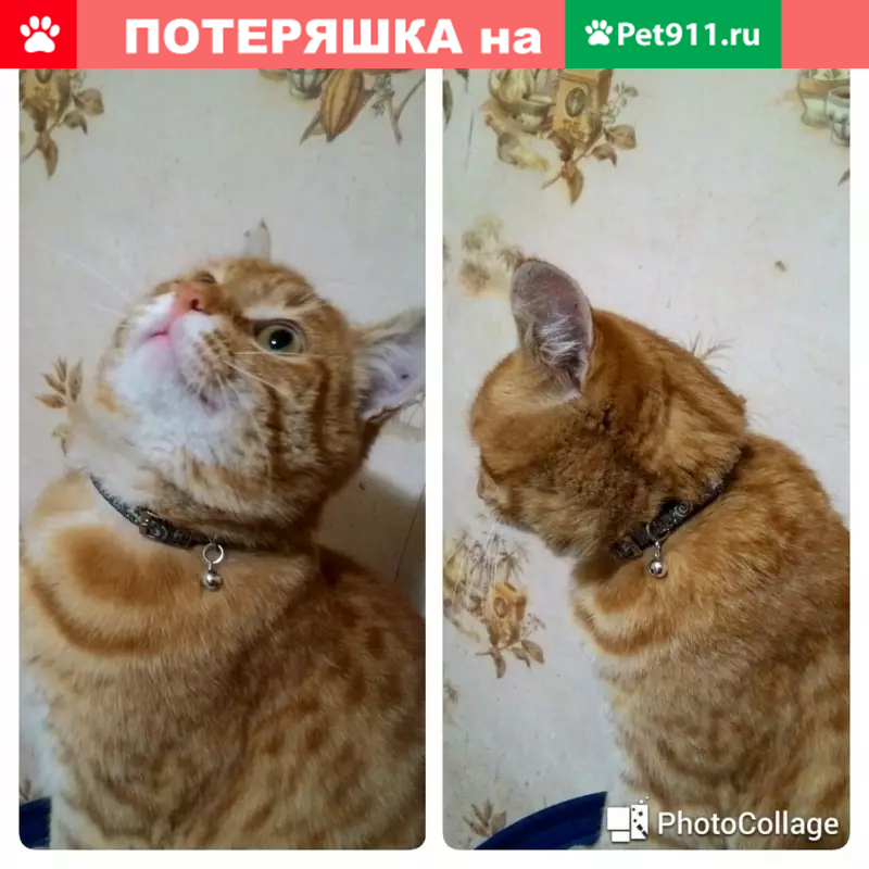 Пропала кошка на улице Федерации | Pet911.ru