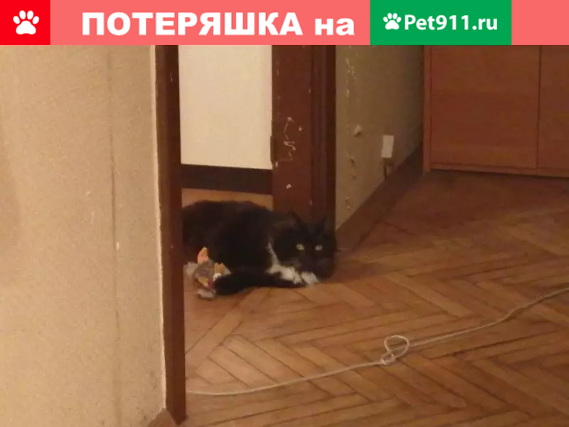 Пропала кошка на Окской улице, Москва - photo