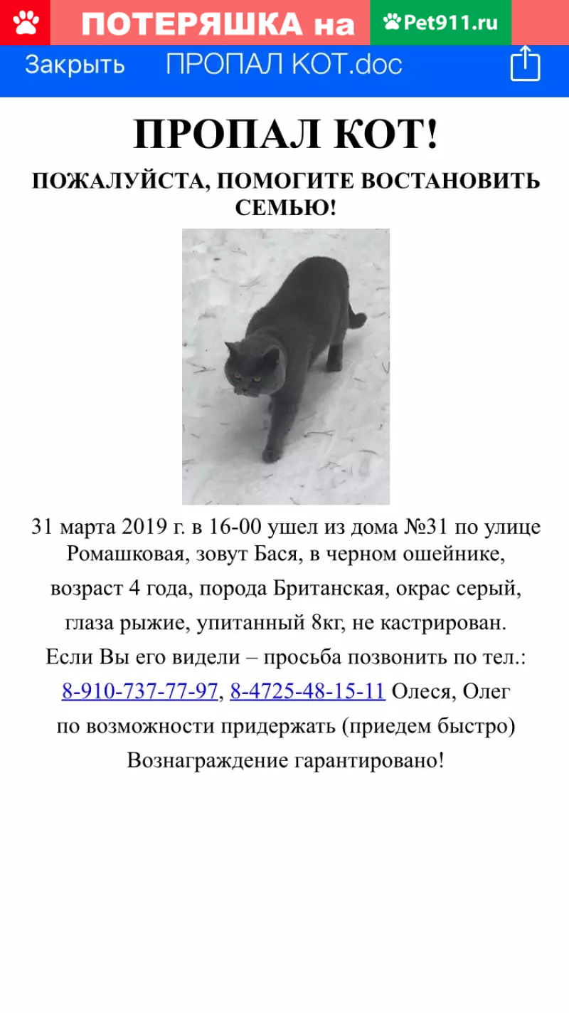 Пропала кошка на улице Ромашковая, Старый Оскол, Белгородская область |  Pet911.ru