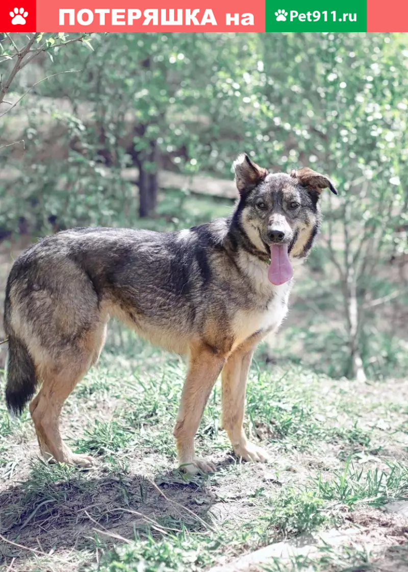 Пропала собака Ася на ул. Винокурова, Москва - photo
