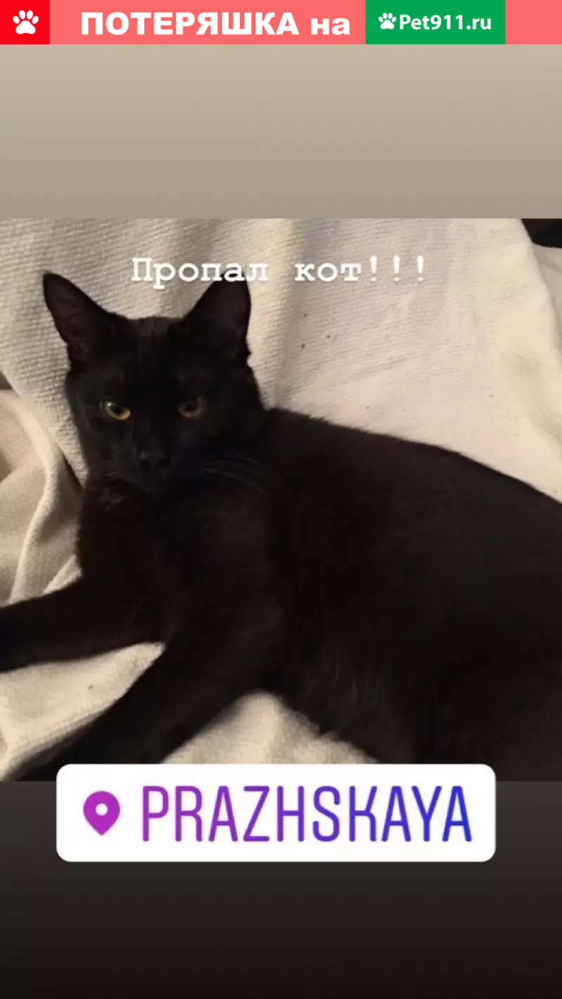 Пропала кошка Кот на улице Красного Маяка, Москва - photo