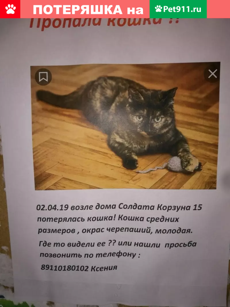 Пропала кошка на ул. Солдата Корзуна, 15к1, СПб | Pet911.ru