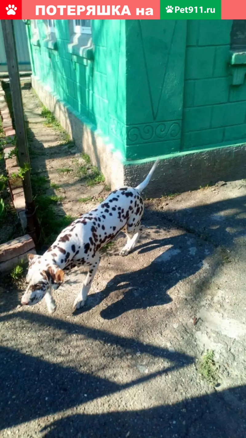 Потеряна собака в Усть-Лабинске, Россия - photo