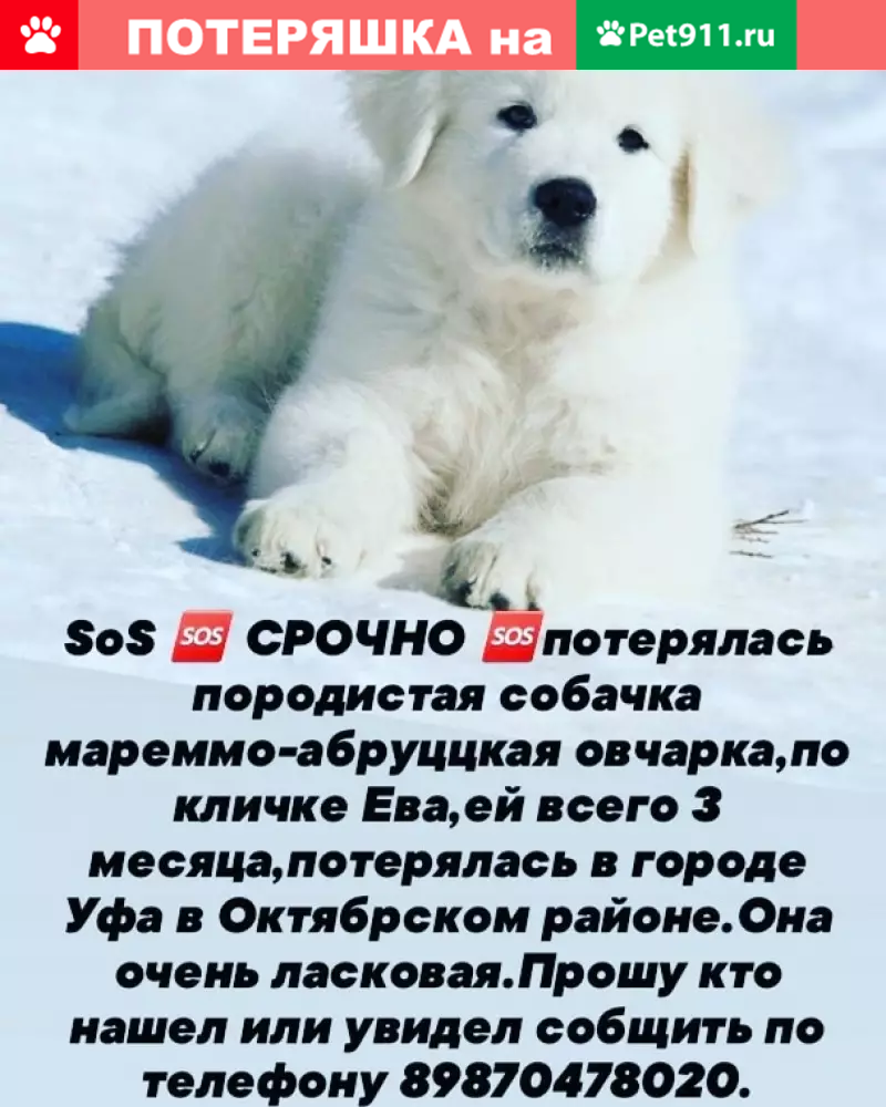 Пропала собака, награда за находку. Уфа, Лесной проезд 8. | Pet911.ru