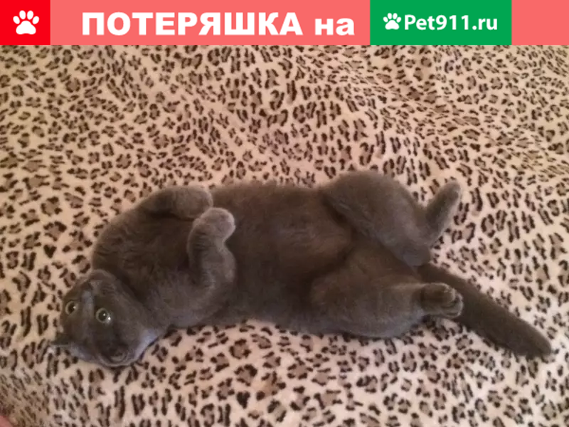 Пропала кошка Сима, Москва, 3-я Курьяновская улица, 7. - photo