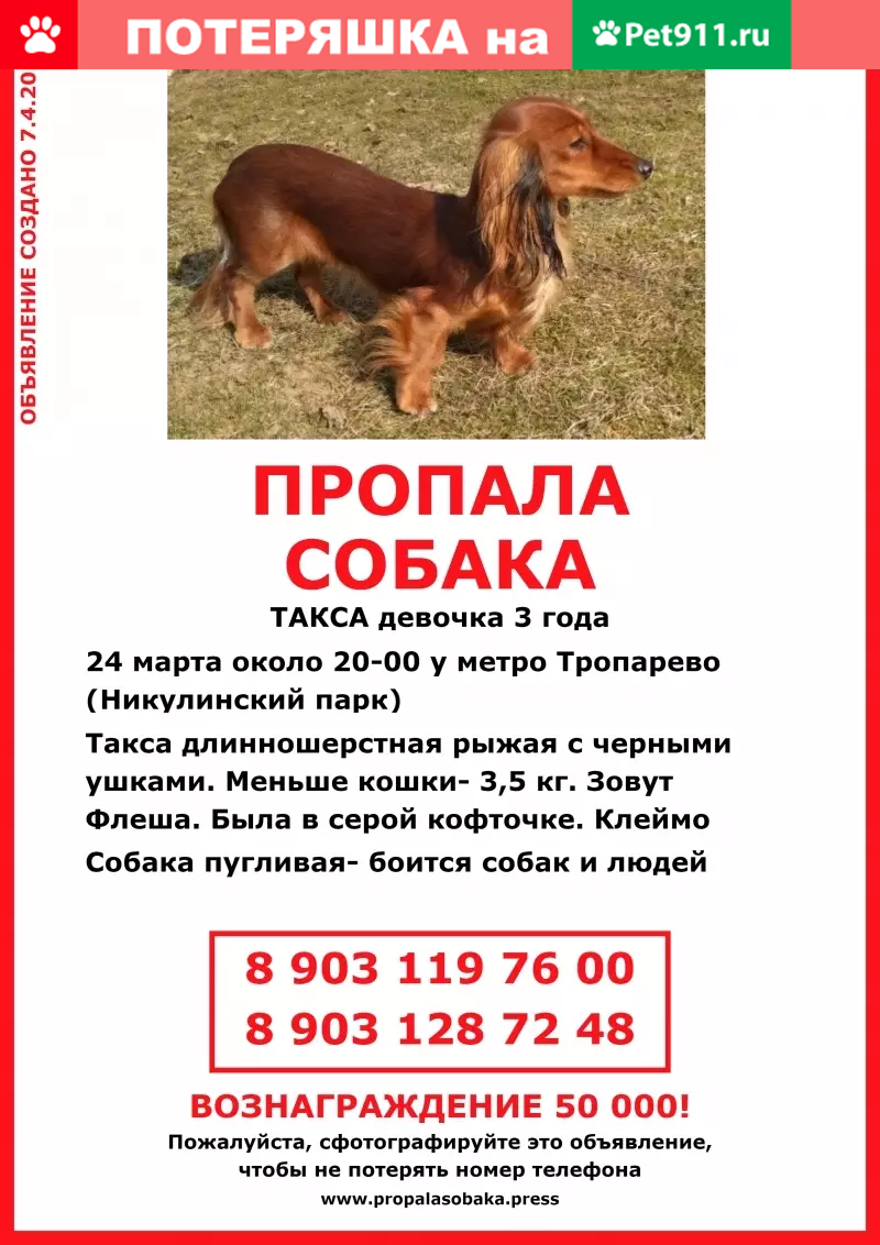 Пропала собака на Вернадского, ищу ТАКСУ! - photo