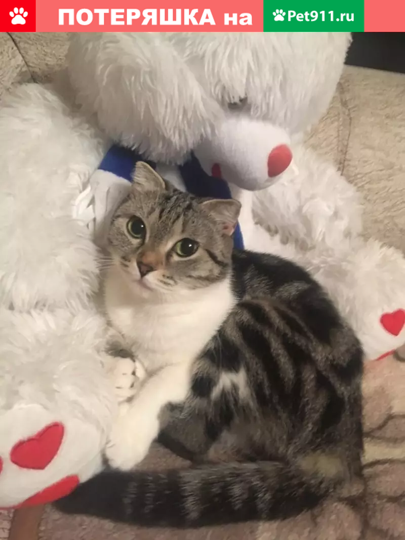 Пропала кошка в с.Птичье, Куртамышский район, Курганская область - photo