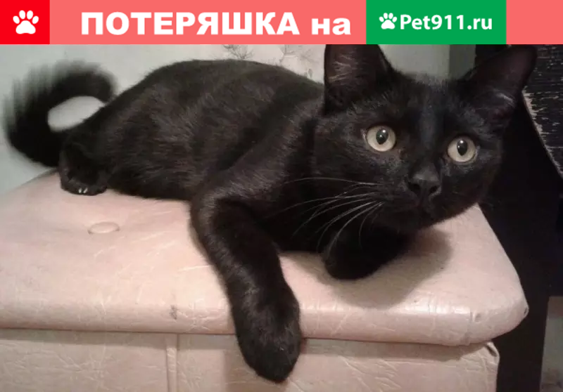 Пропал кот по адресу в Москве: Челябинская улица, д. 24, к. 2 - photo