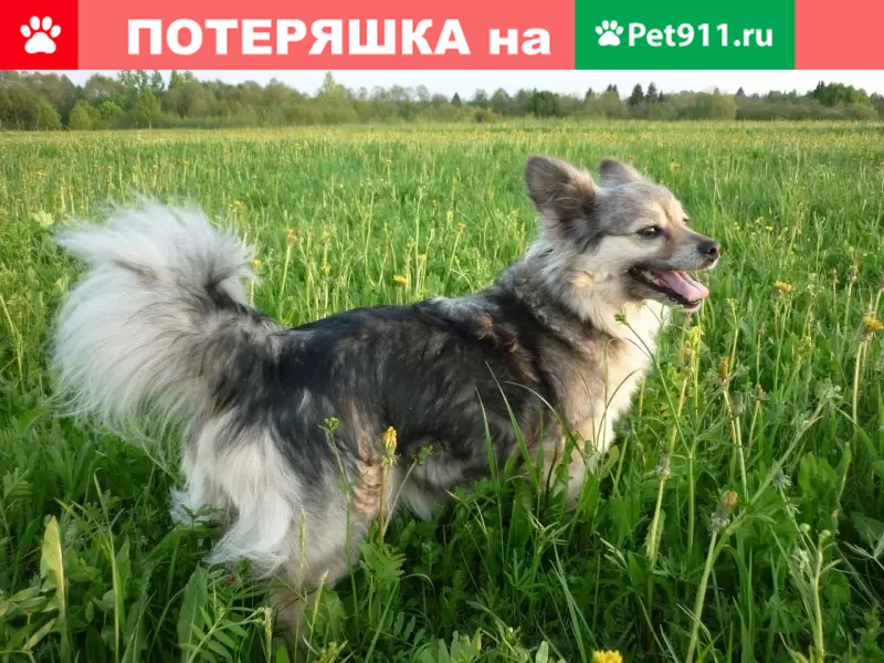 Пропала собака из д. Леонтьево, возможно в Мантурово. - photo