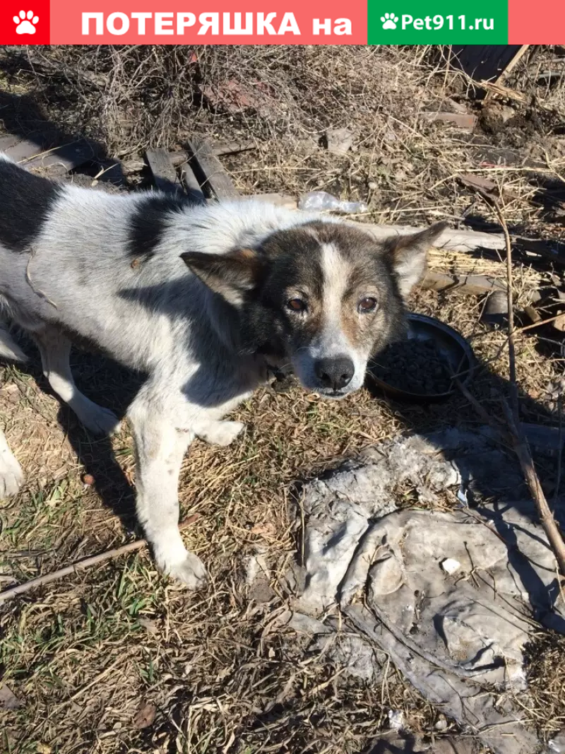 Найдена собака с раной на лапе и животе в Кемерово | Pet911.ru