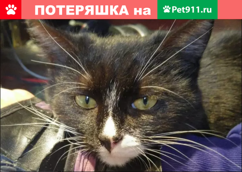 Пропала кошка Кузя, Веерная улица, Москва - photo