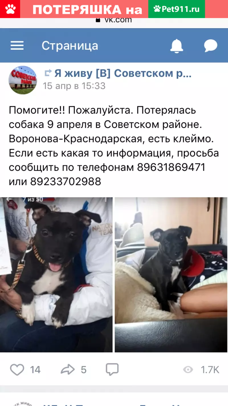 Пропала собака в Красноярске 9 апреля | Pet911.ru