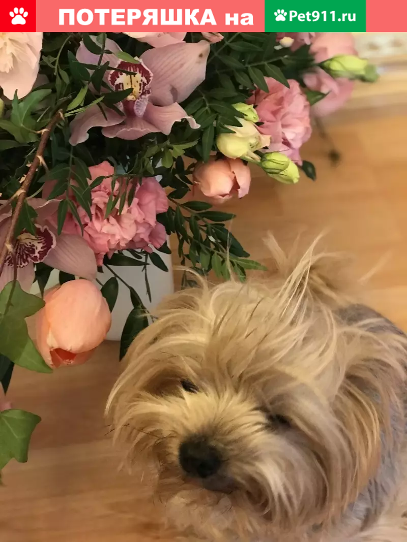 Пропала собака на ул. Анохина (Юго-Запад Москвы) - Чапа - photo