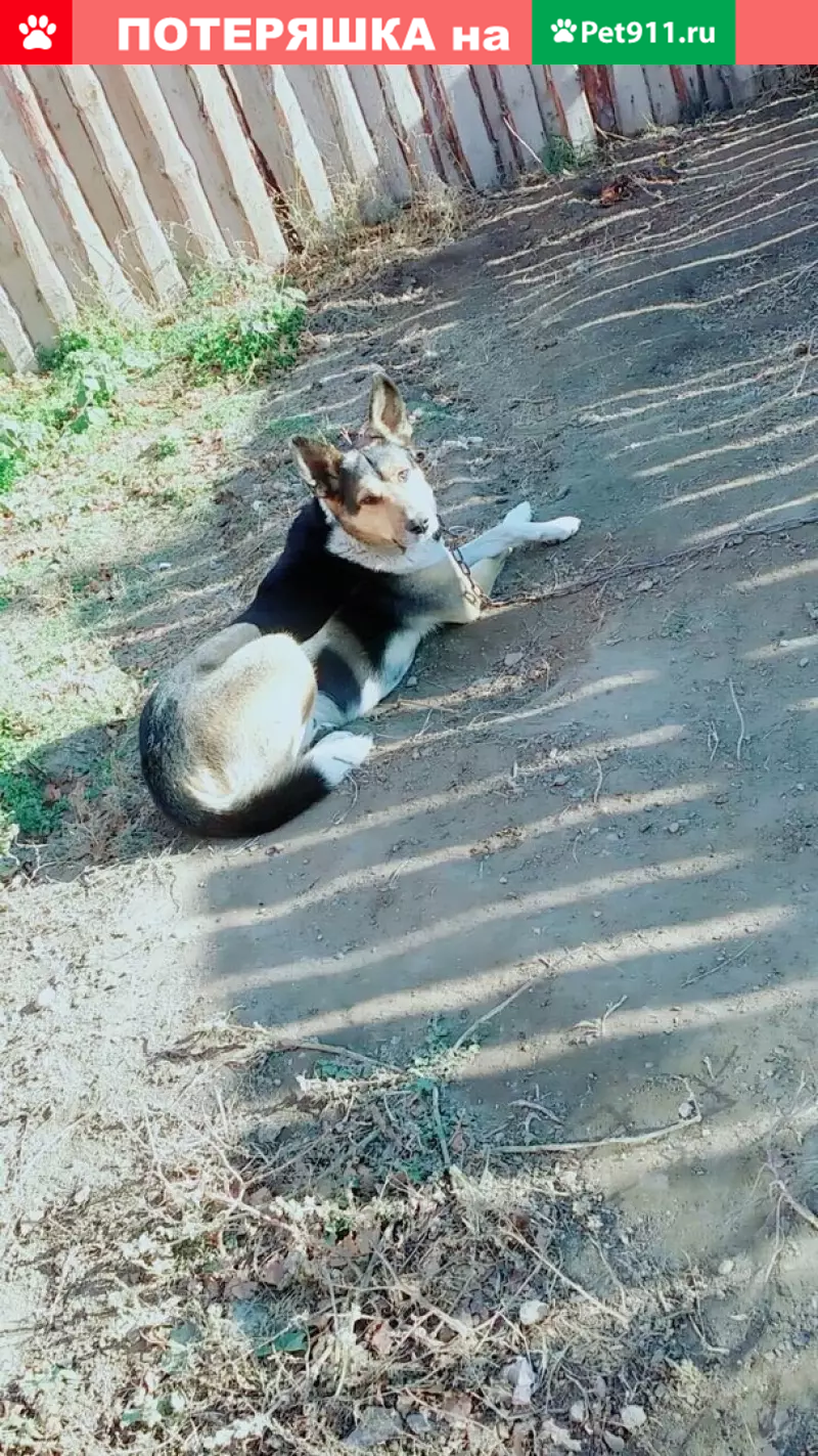 Пропала собака Тузик в Верхней Березовке, Улан-Удэ | Pet911.ru