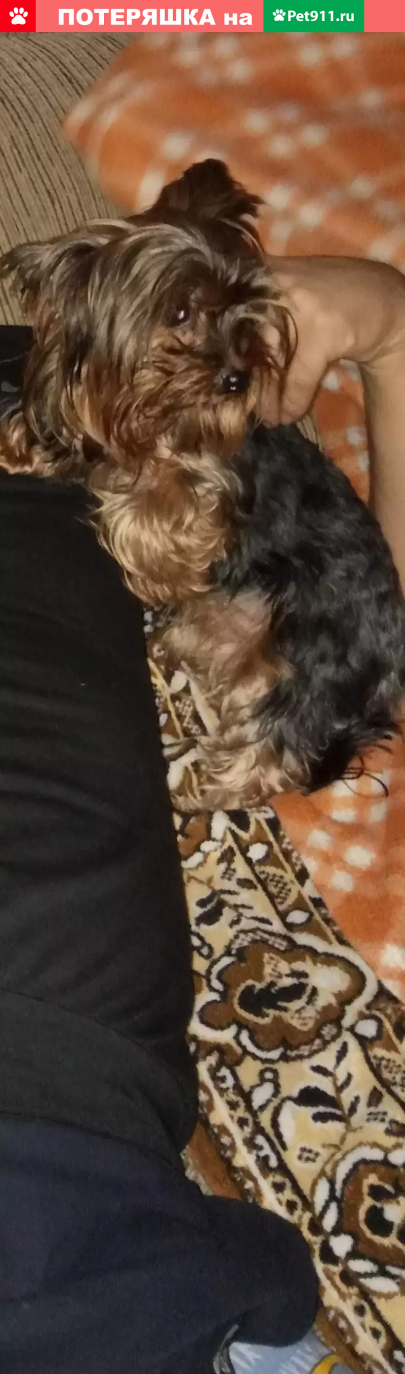 Пропала собака в Гомеле - photo