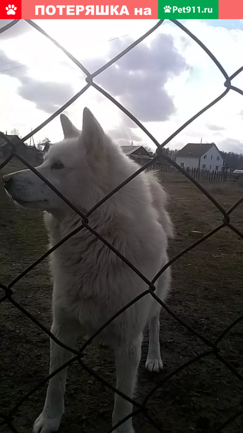 Пропала белая лайка в поселке Лесной, Барнаул | Pet911.ru