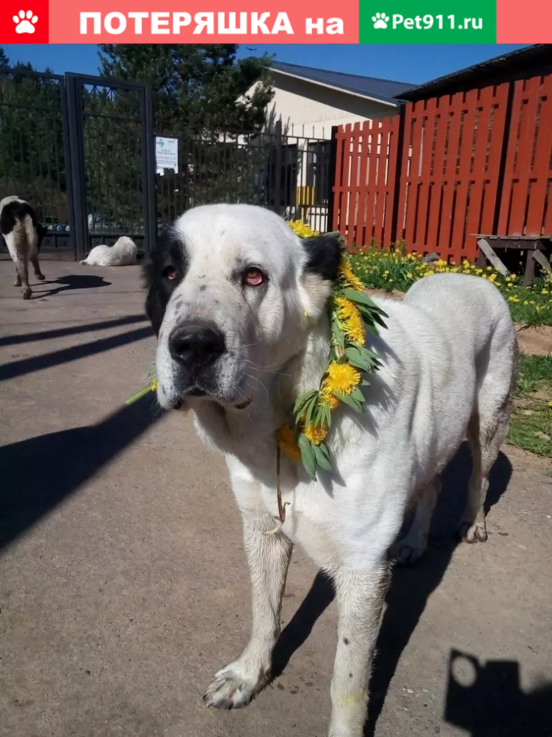 Пропала собака в Лыткино, Солнечногорский район! | Pet911.ru