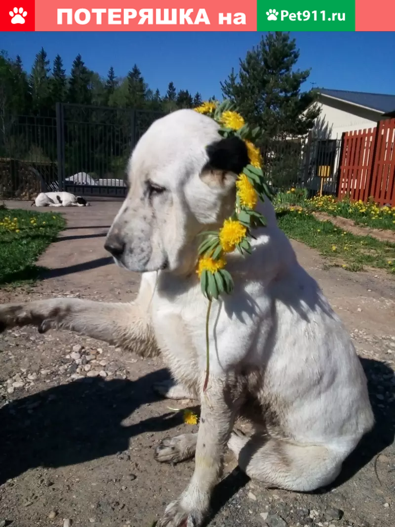 Пропала собака в Лыткино, Солнечногорский район! | Pet911.ru