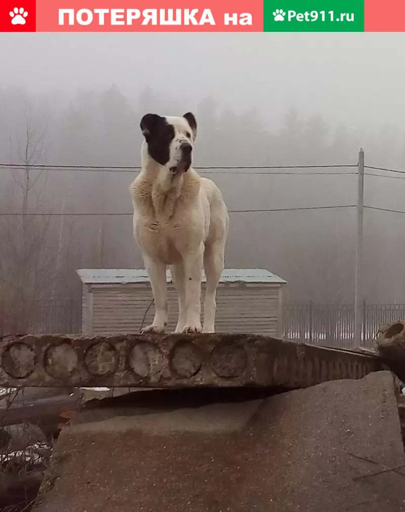 Пропала собака в Лыткино, Солнечногорский район! | Pet911.ru