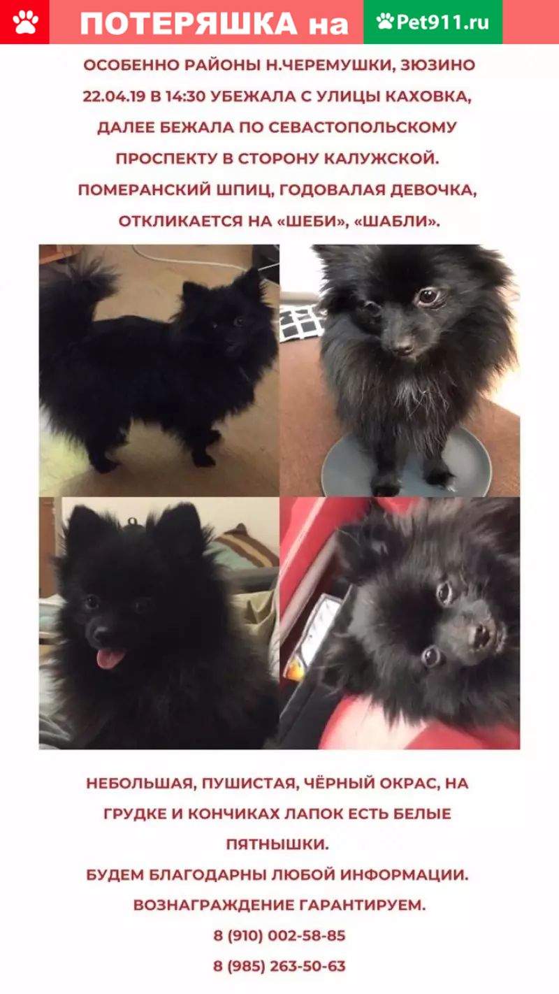 Пропала черная собака с белыми лапками на Севастопольском проспекте - photo