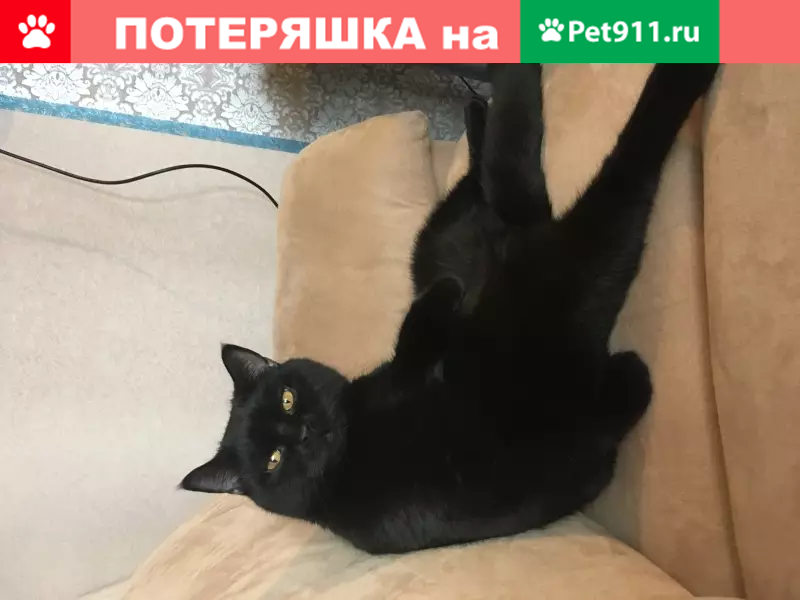 Пропала кошка Каспер, ул. Ивановская, Химки, Московская обл. - photo
